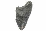 Partial Megalodon Tooth - South Carolina #180893-1